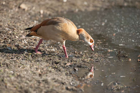 Egyptian goose and its reflection at the edge of a lakeの写真素材