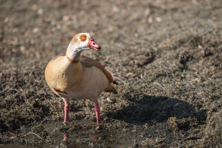 Closeup of an Egyptian goose at the waters edgeの写真素材