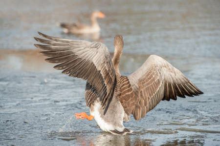 Egyptian goose falling through thin ice on a partially frozen lakeの写真素材