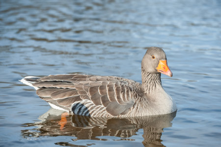 closeup of an Egyptian goose and its reflection on a lakeの写真素材