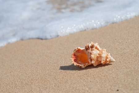 Conch shell on beach with waves.の写真素材