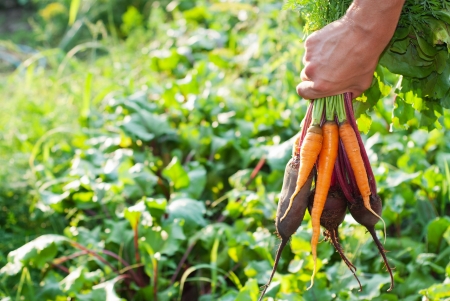 Freshly Picked Beetroot and Carrots.の写真素材