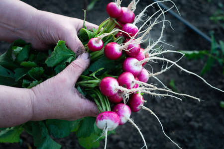 Fresh radish in woman hand on garden. Food background