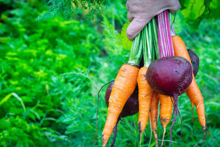 beetroot and carrot in woman hand in the garden. Food background
