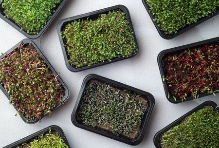 Mix of Microgreens in container. Healthy superfood. Top view