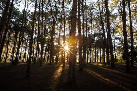 beauty sunbeam in nature pine forestの写真素材
