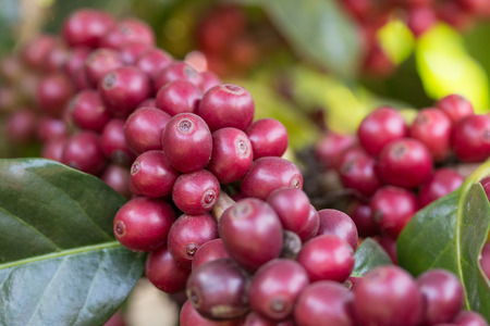 close-up fresh coffee on tree in agriculture gardenの写真素材