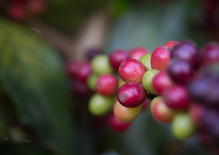 closeup fresh raw coffee on treeの写真素材
