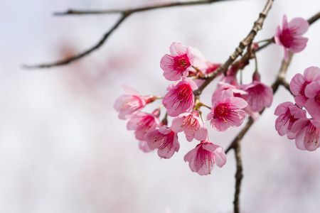 close up beauty sakura flower in spingtimeの写真素材