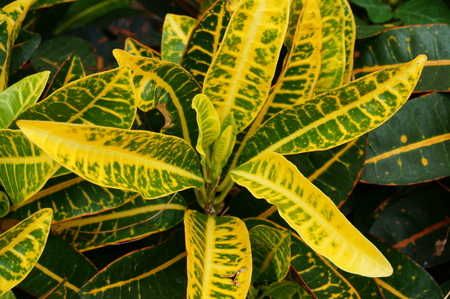 garden crotonの写真素材