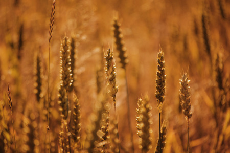 Aspiration for the sunの写真素材