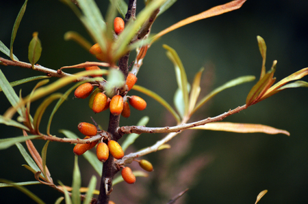 amber beadsの写真素材