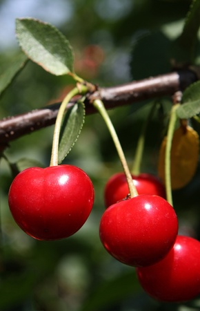 Cherries in natural environment 