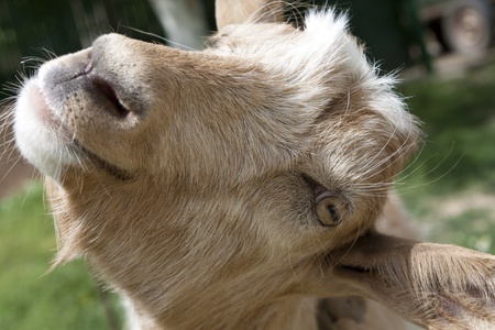 Goat portrait, closeupの写真素材