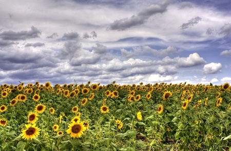 Agriculture Sun flower field - HDRの写真素材