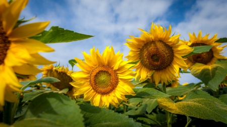 Beautiful landscape with sunflower field over cloudy blue skyの写真素材