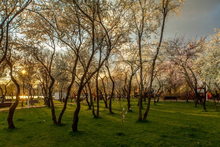 Blossoming tree in spring on rural meadow at sunsetの写真素材