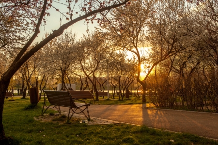 Blossoming tree in spring on rural meadow at sunsetの写真素材