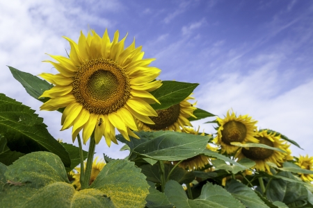 Sunflower field, close-upの写真素材