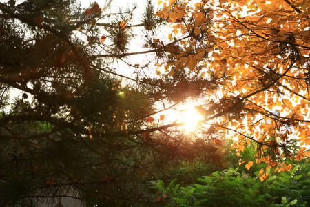 Autumnの写真素材