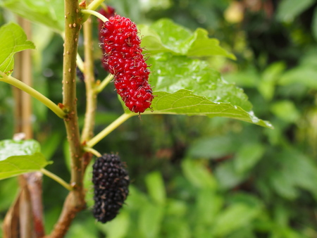 red mulberryの写真素材