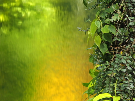 small trees on greenish backgroundの写真素材