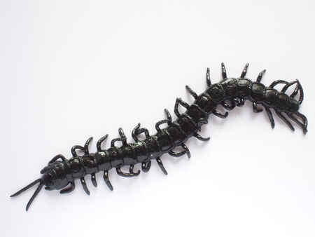 fake black centipede on white backgroundの写真素材