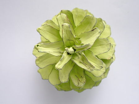 painted mint green color pine cone on white backgroundの写真素材