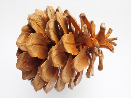 natural color pine cone on white backgroundの写真素材