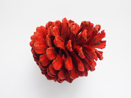 painted red color pine cone on white backgroundの写真素材