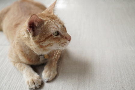 yellow cat sit on the beige floor looking for something on the right side with copy spaceの写真素材