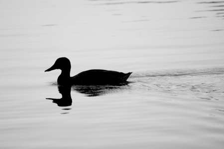 Duck on Water (Mallard Hen Silhouette)の写真素材
