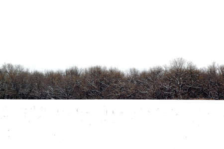 Photo of a farm field covered with snow and woods in the backgroundの写真素材