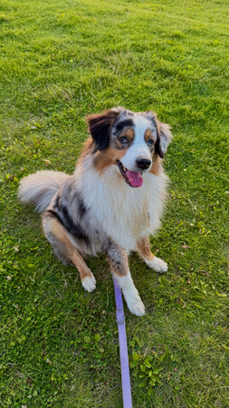 Australian shepherd sitting on green grass in the park and looking at cameraの写真素材