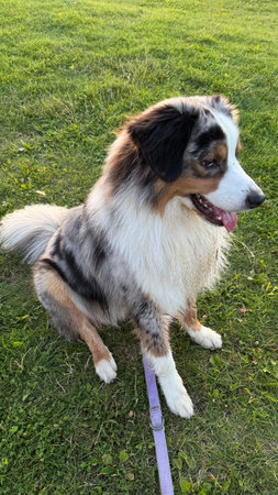 Australian shepherd sitting on the grass in the park. Close-up.の写真素材