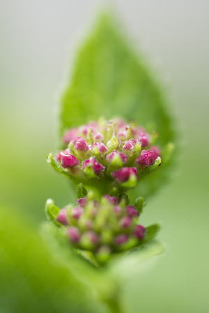 Flower Close-upの写真素材