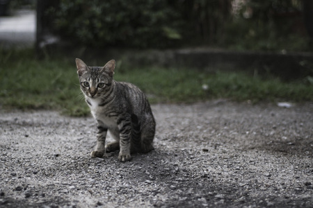 Street catsの写真素材