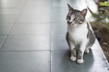 Street catsの写真素材