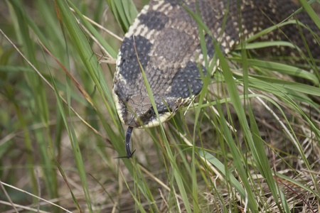 Hognose Snake on the Prowlの写真素材