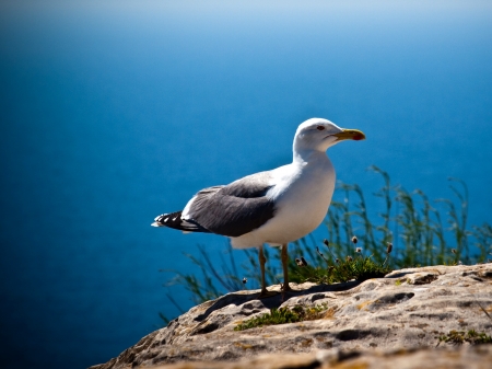 A seagull sitting on a rock above the mediterranean sea on Formenteraの写真素材