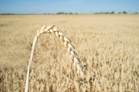 One grain ear over wheat grain field. closeupの写真素材