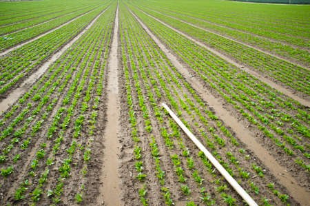 Young spinach plantation furrows with irrigation pipe. Vegas Bajas del Guadiana, Spain