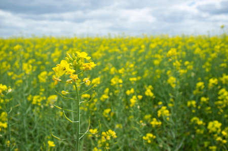 Rapeseed or Brassica napus field in bloom at La Serena, Extremadura, Spain. Rapeseed blossoms detailの写真素材