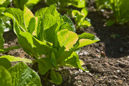 Lettuce plants in field on a sunny dayの写真素材
