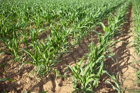 Young corn on a plantation in Guadiana Meadows, Badajoz, Extremadura, Spain