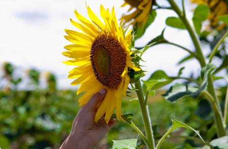 Child hand reaching to the sunflower petals in spring fieldの写真素材