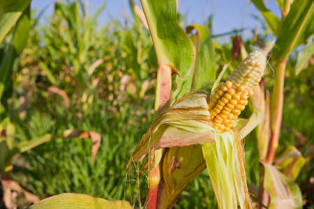 Green field of young corn under the sunlight, Guadiana River wetlands, Badajoz, Spain