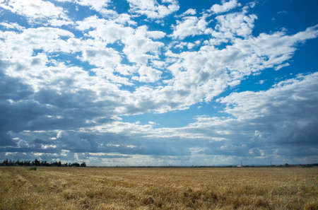 Wheat crops field with cloudy windy sky. Badajoz, Spainの写真素材