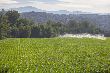 Sprinklers irrigating cornfields. Alagon Riverside aerial view. Montehermoso, Caceres, Extremadura, Spainの写真素材