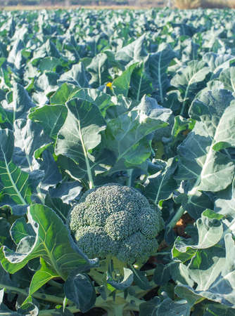 Cultivation of broccoli. Furrows at Guadiana River Meadow, Extremadura, Spainの写真素材